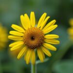 Houblon sauvage : guide complet pour reconnaître, récolter et exploiter cette plante aux multiples usages